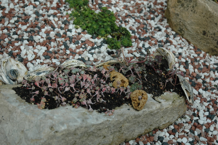 DSC_1092 - Rockery