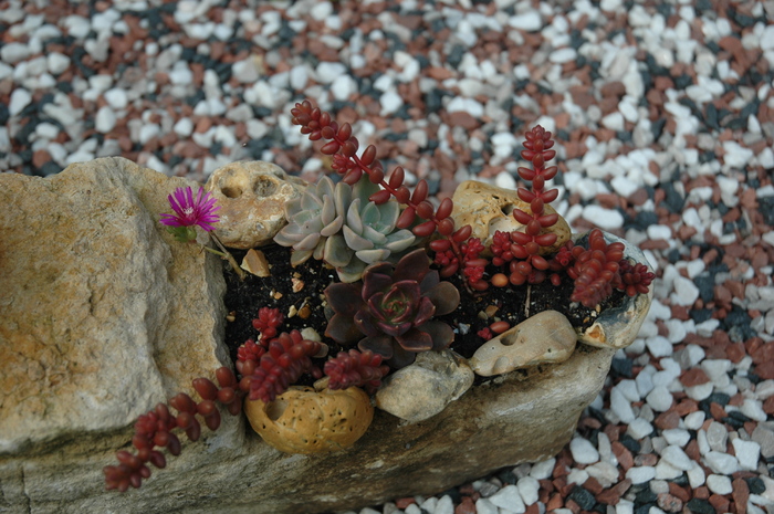 DSC_1094 - Rockery