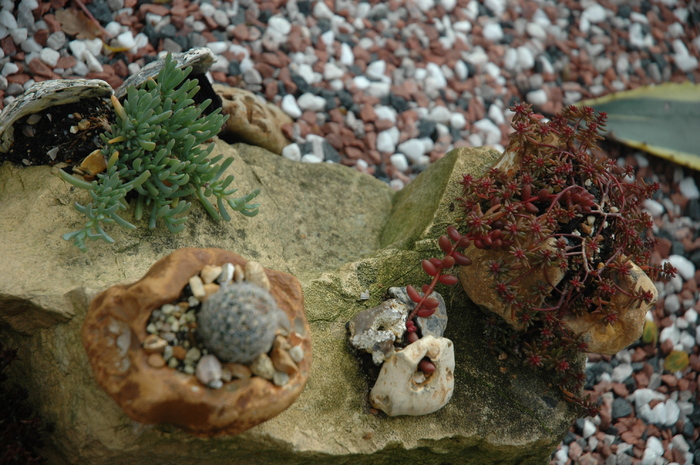 DSC_1102 - Rockery