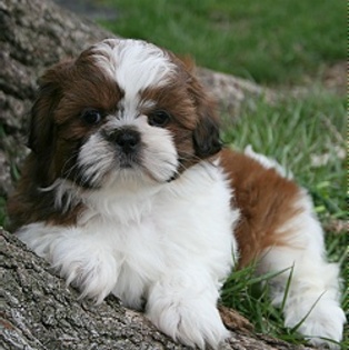 shih%20tzu2 - 00 o gramada de poze puse de o mie de ori 00