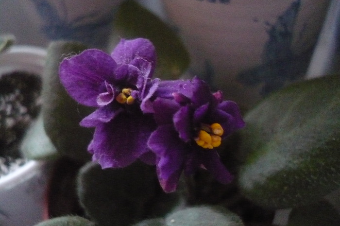  - VIOLETE 2010