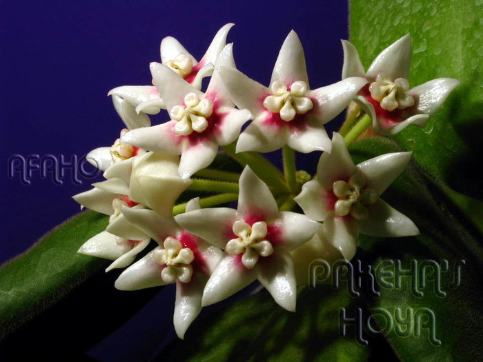 Calycina - X Hoya Calycina pierduta