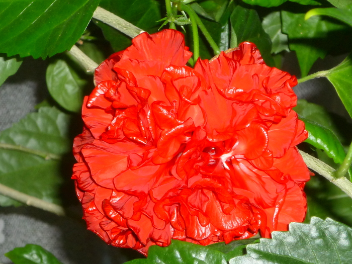 1 floarea de hibi in 30 oct 2010 - Hibiscus