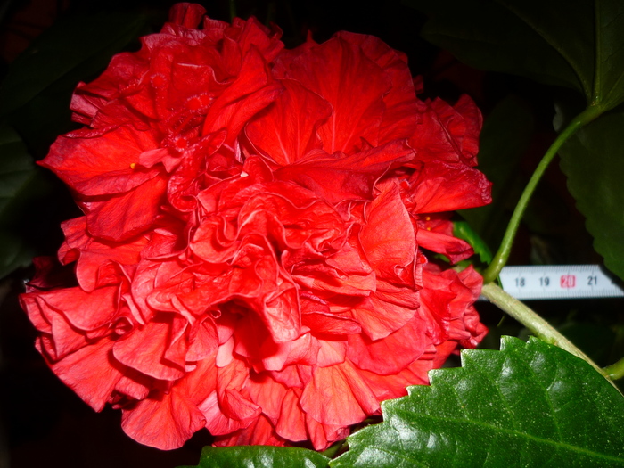 7 aceeasi floare gigant de hibi 1 nov. 2010 - Hibiscus