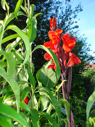 CANNA - CRACIUN IN AUGUST