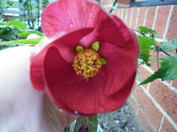 Nabob Red wine Flw - ABUTILON