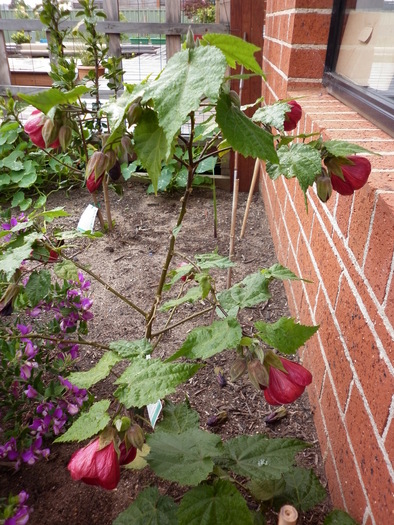 Nabob Red wine Flw - ABUTILON