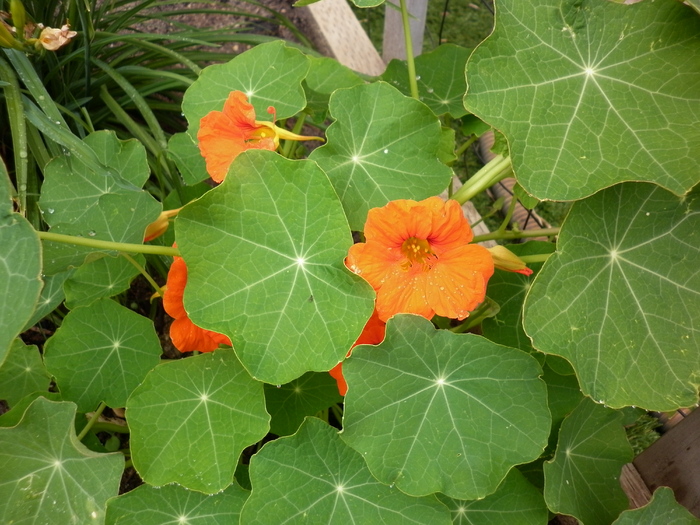 nasturium orange; 3.11.10
