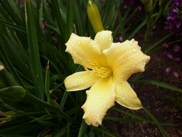 day lily; 3.11.10
