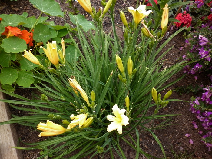 day lily; 3.11.10
