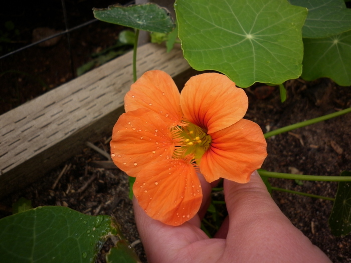 nasturium orange; 3.11.10
