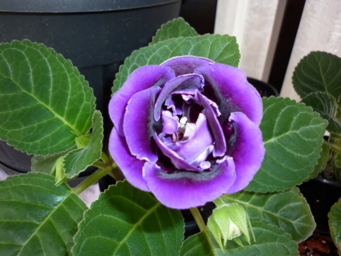 gloxinia mov dubla; 3.11.10
