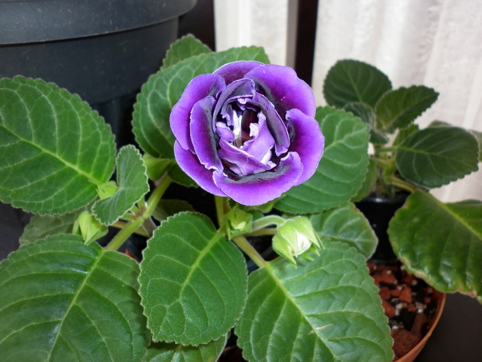 gloxinia mov - Gloxinia