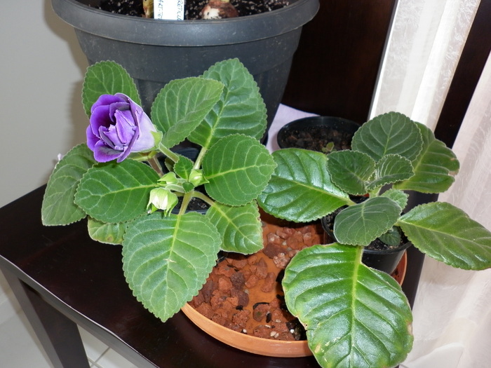 gloxinia mov - Gloxinia