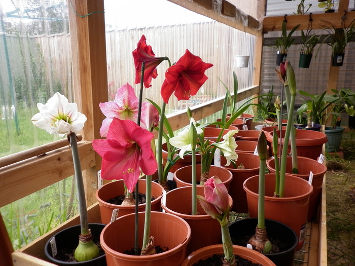  - HIPPEASTRUM