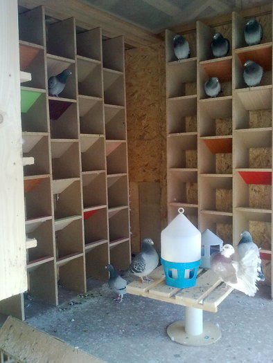 compartiment pentru pui!!!