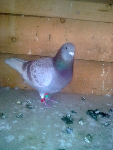 kepek 153 - Lotul de zbor 2010