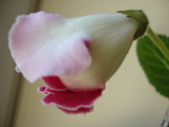 rosalinda - 2010 gloxinii