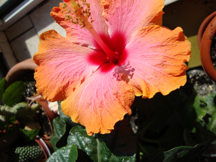 DSC01395 - 2010 hibiscus