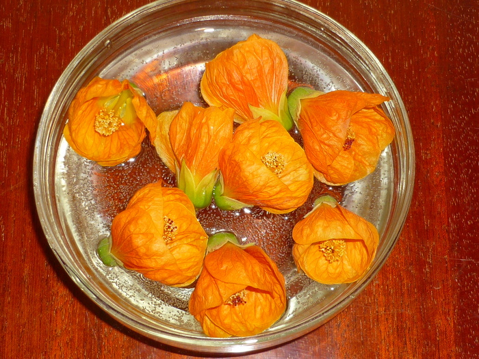 flori de abutilon in 13 oct 2010