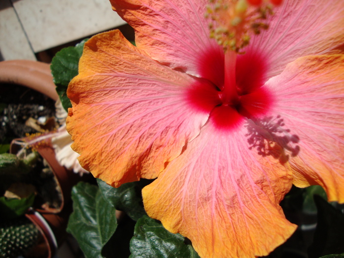 DSC01393 - 2010 hibiscus