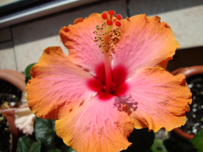 DSC01394 - 2010 hibiscus