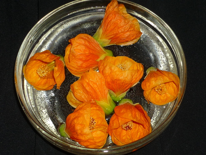 flori de abutilon portocaliu in 13 oct  2010