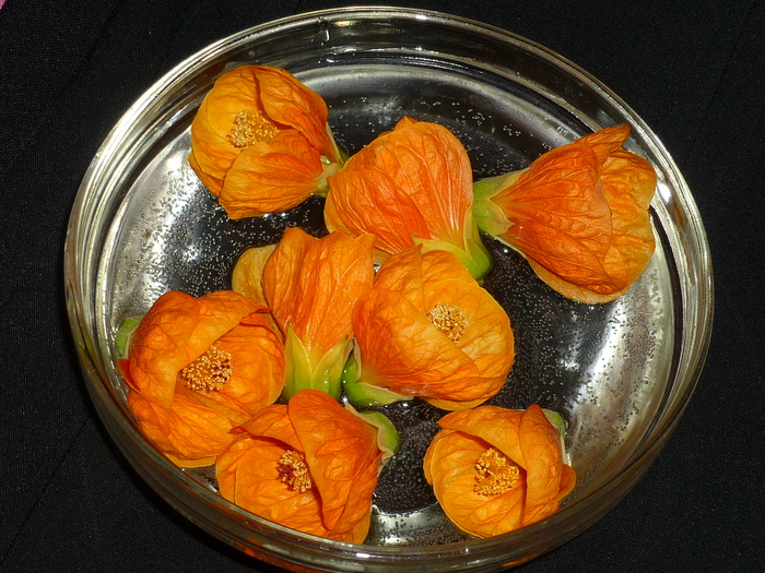 flori de abutilon portocaliu in 13 oct  2010