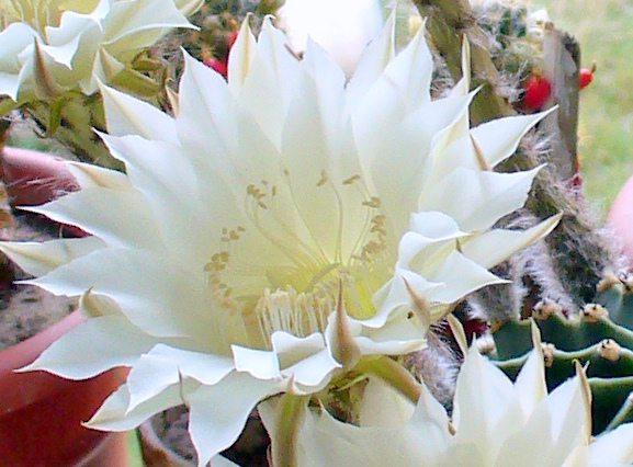 Floare de cactus - Flori