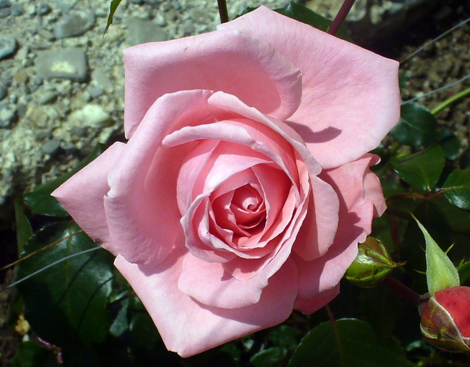 Trandafir