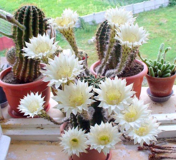 Cactusi - Flori