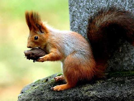 The red squirrel - animale