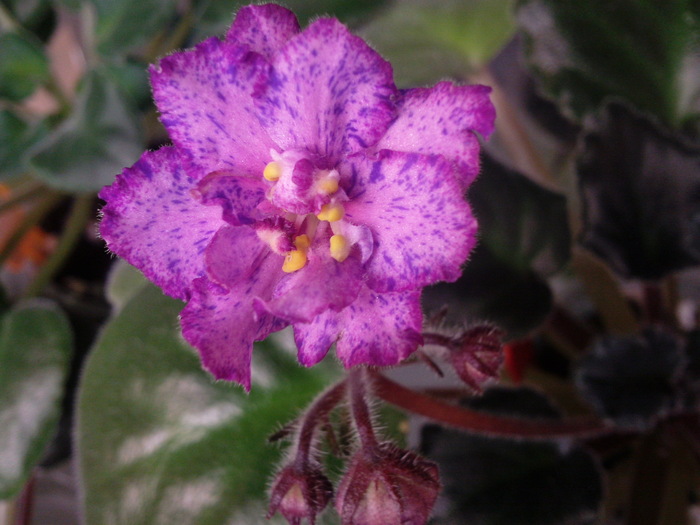 Photo3432 - VIOLETE AFRICANE saintpaulia  2010-2011                                                             