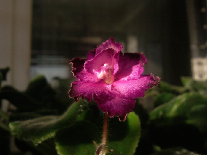 Photo3414 - VIOLETE AFRICANE saintpaulia  2010-2011                                                             
