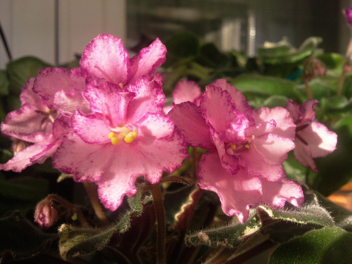 Photo3419 - VIOLETE AFRICANE saintpaulia  2010-2011                                                             