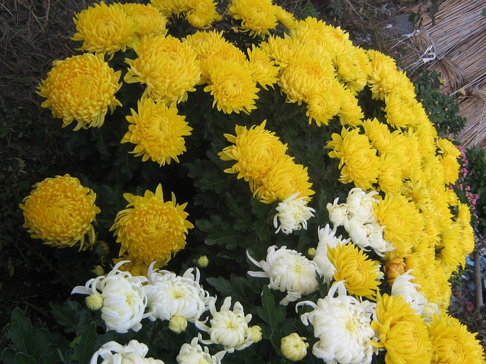 crizanteme 206 - CRIZANTEME TUFANELE 2010