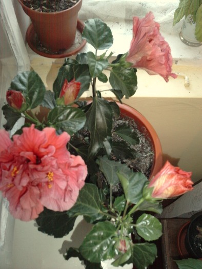 hibi show cu 2 tipuri de inflorire - Hibiscusii mei- plantele favorite
