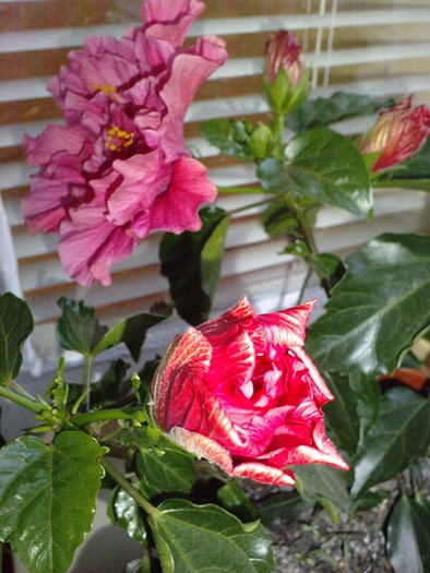 ramuri cu inflorire identica - Hibiscusii mei- plantele favorite