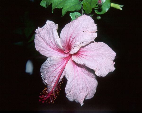 albo_lacinatus - hibiscusi de vis
