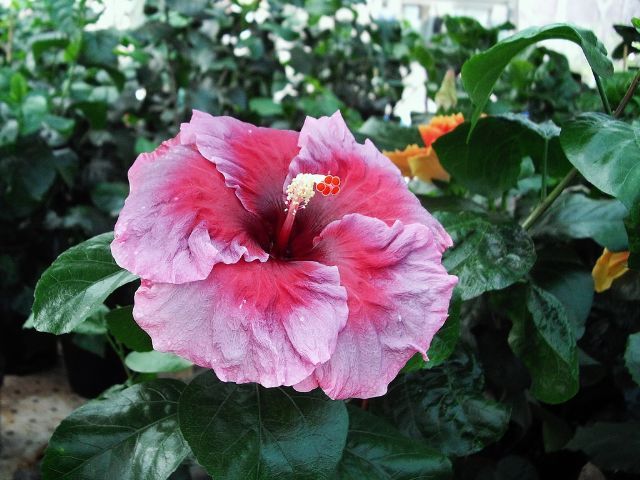 antique_rose - hibiscusi de vis