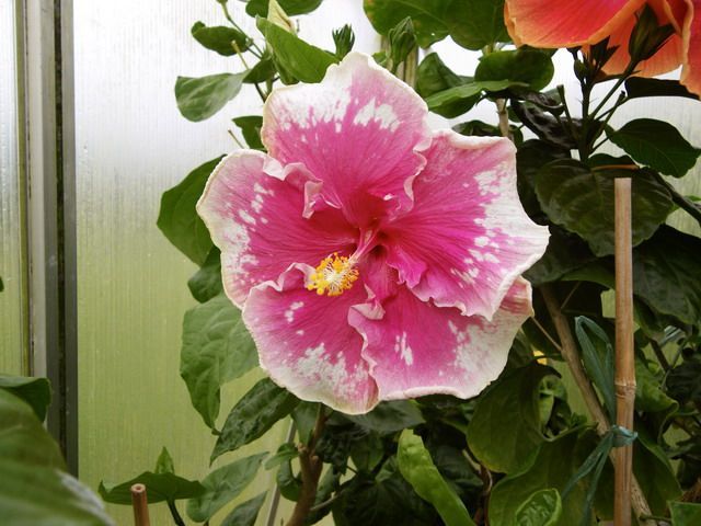 buckeye_colors - hibiscusi de vis