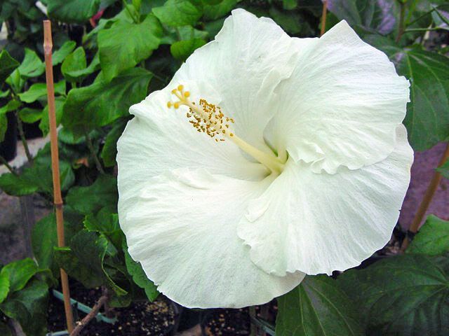 byron_metts - hibiscusi de vis