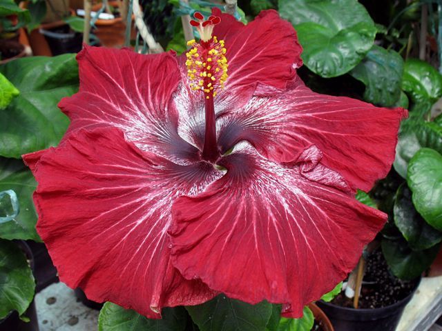 dragon_s_breath - hibiscusi de vis