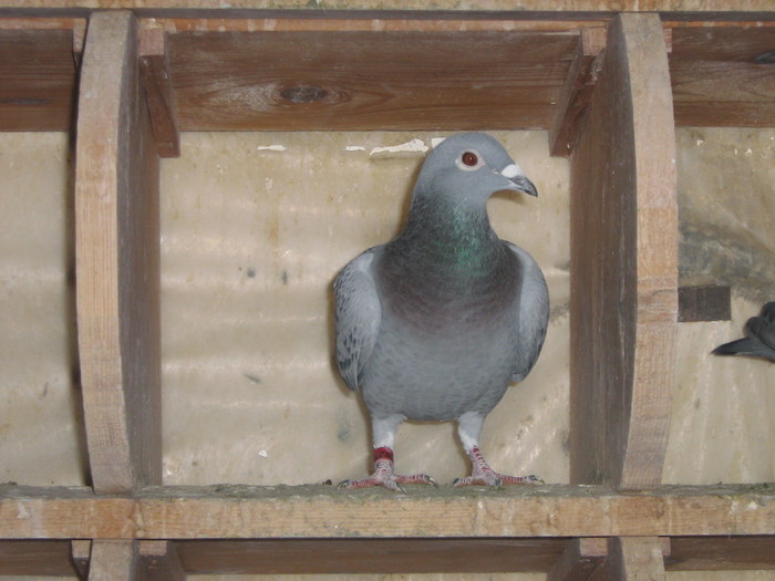 IMG_2102 - pui 2010