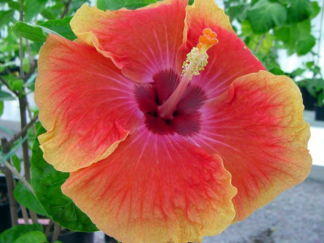 hawaiian_girl