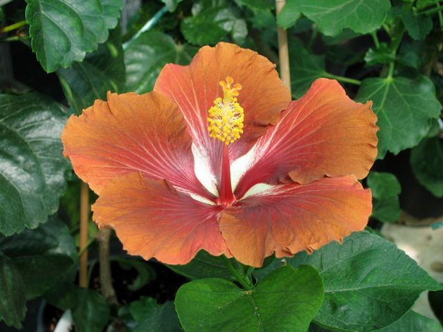 jim_berry - hibiscusi de vis
