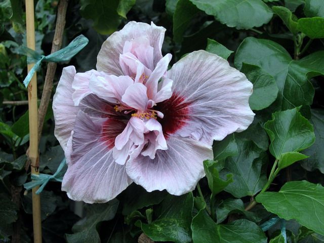 lady_adele - hibiscusi de vis