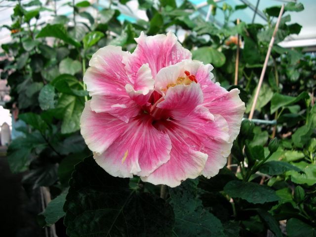 lady_in_waiting - hibiscusi de vis