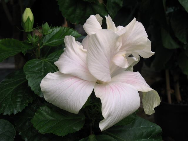 maggies_angel - hibiscusi de vis