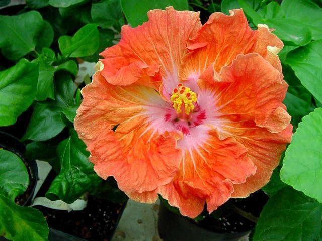 mandarin_orange - hibiscusi de vis